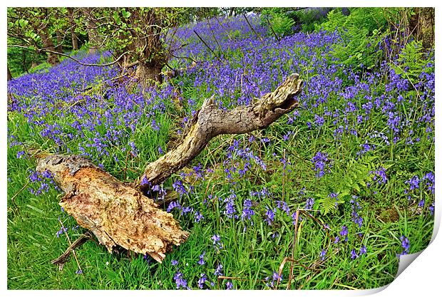Bluebells in the woods Print by Gary Kenyon
