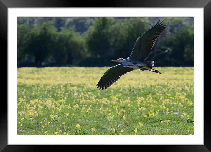 Heron over cowslips Framed Mounted Print by Gordon Bishop