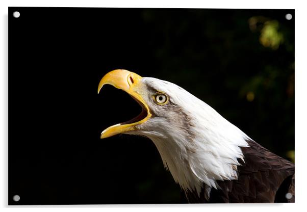 Talking Bald Eagle Acrylic by Gordon Bishop