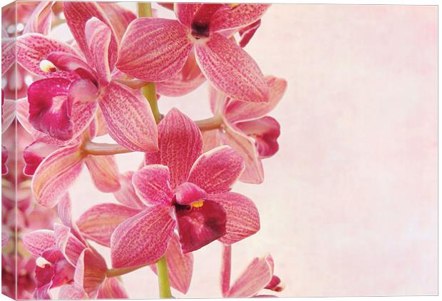 pink orchids 1 Canvas Print by Heather Newton