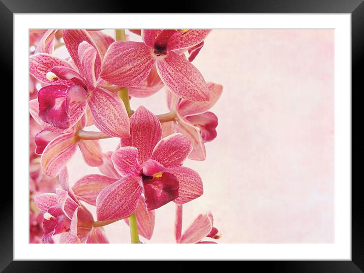 pink orchids 1 Framed Mounted Print by Heather Newton