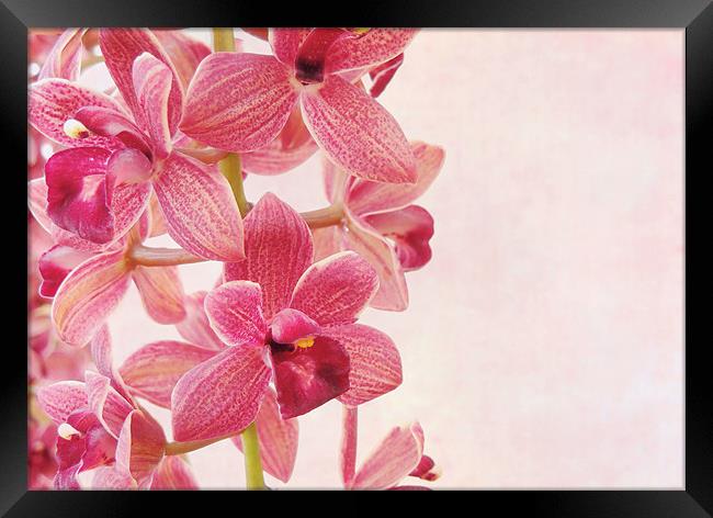 pink orchids 1 Framed Print by Heather Newton