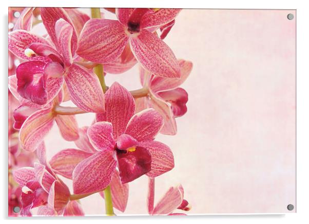pink orchids 1 Acrylic by Heather Newton