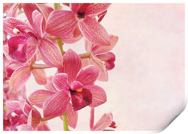 pink orchids 1 Print by Heather Newton