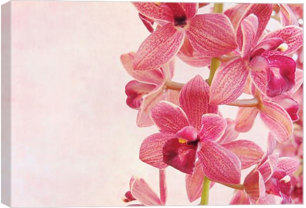 pink orchids 2 Canvas Print by Heather Newton