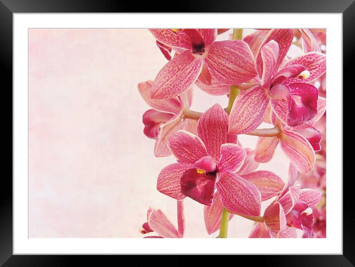 pink orchids 2 Framed Mounted Print by Heather Newton