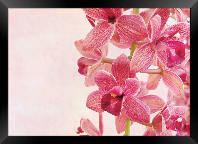 pink orchids 2 Framed Print by Heather Newton