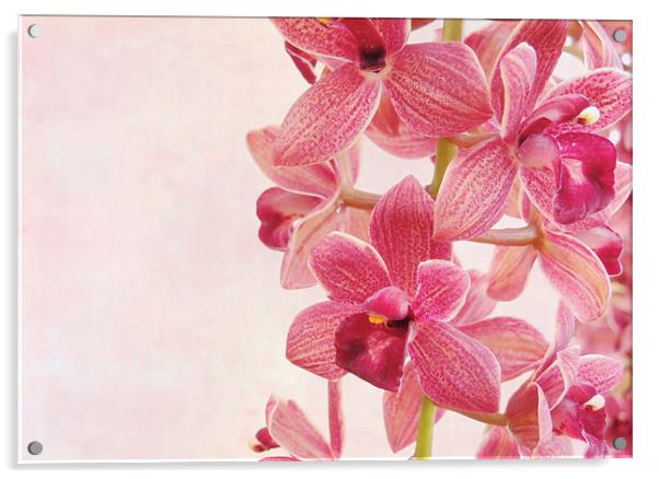 pink orchids 2 Acrylic by Heather Newton