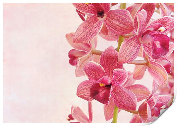 pink orchids 2 Print by Heather Newton