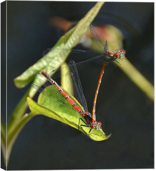 Red Damsel Insect Canvas Print by Shaun Cope