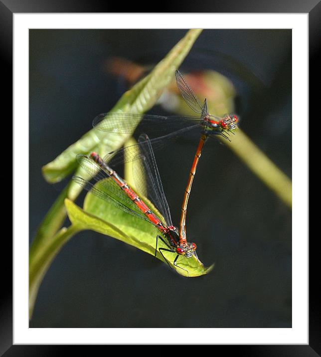 Red Damsel Insect Framed Mounted Print by Shaun Cope