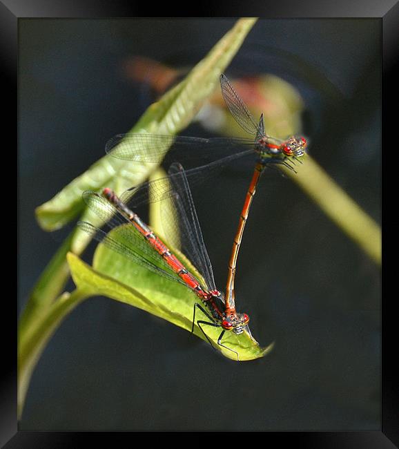 Red Damsel Insect Framed Print by Shaun Cope