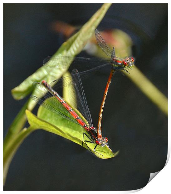Red Damsel Insect Print by Shaun Cope