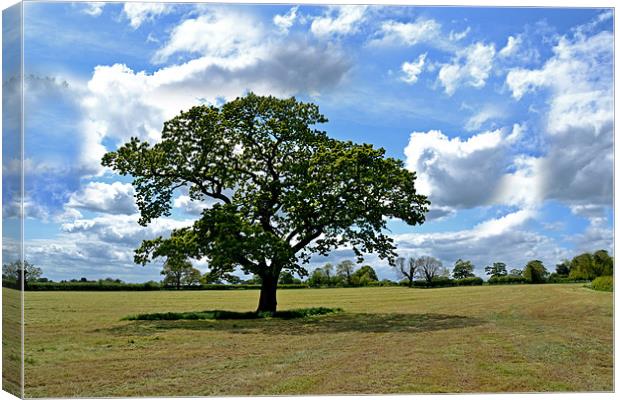 green tree field Canvas Print by Shaun Cope