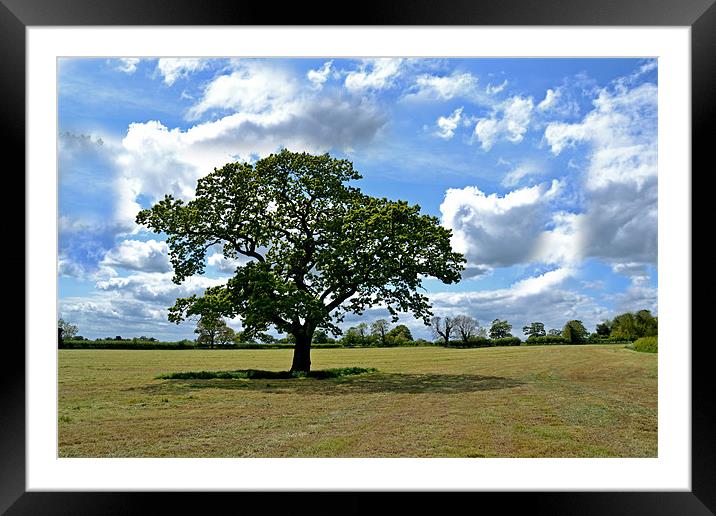 green tree field Framed Mounted Print by Shaun Cope