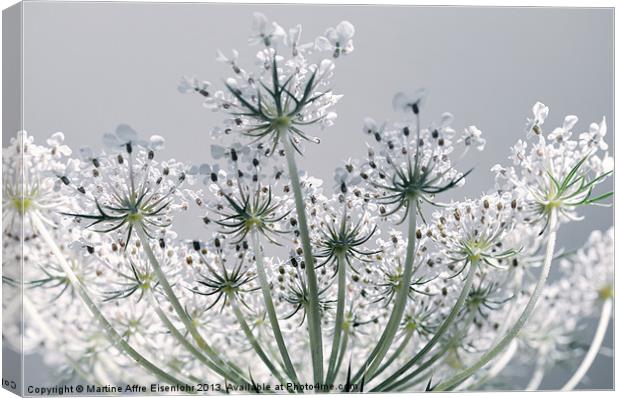 Inflorescence in umbels Canvas Print by Martine Affre Eisenlohr