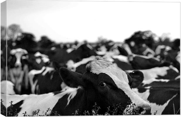 black and white cows Canvas Print by Shaun Cope