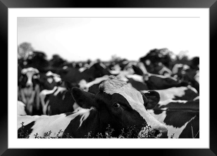 black and white cows Framed Mounted Print by Shaun Cope