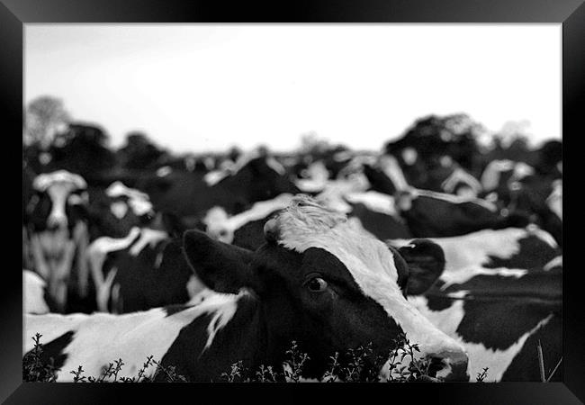 black and white cows Framed Print by Shaun Cope