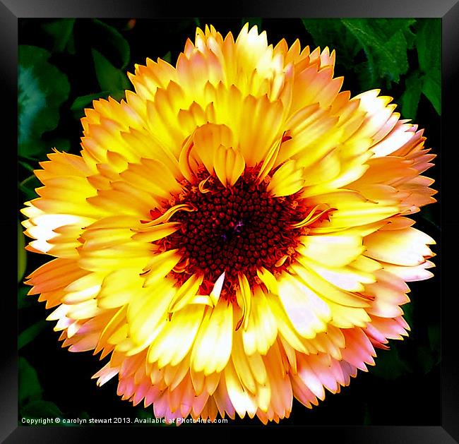 Sunshine Flower Framed Print by carolyn stewart
