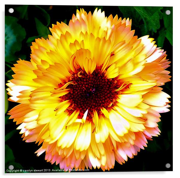 Sunshine Flower Acrylic by carolyn stewart