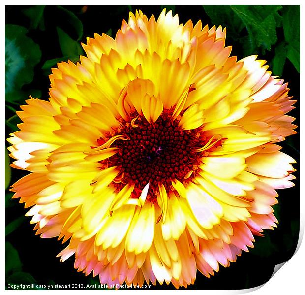 Sunshine Flower Print by carolyn stewart
