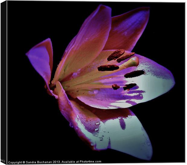 Single Lily Canvas Print by Sandra Buchanan