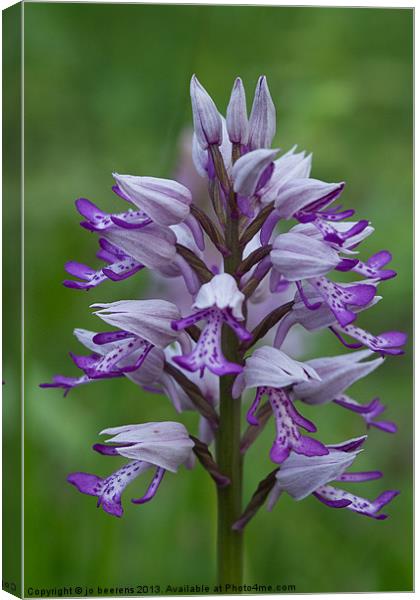 Military orchid Canvas Print by Jo Beerens