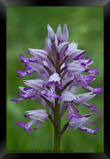 Military orchid Framed Print by Jo Beerens