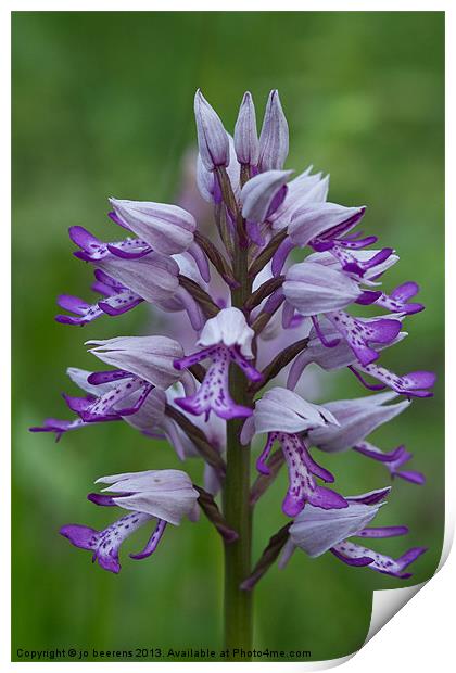 Military orchid Print by Jo Beerens