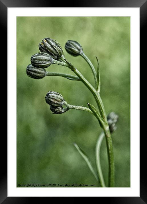 buds Framed Mounted Print by Jo Beerens
