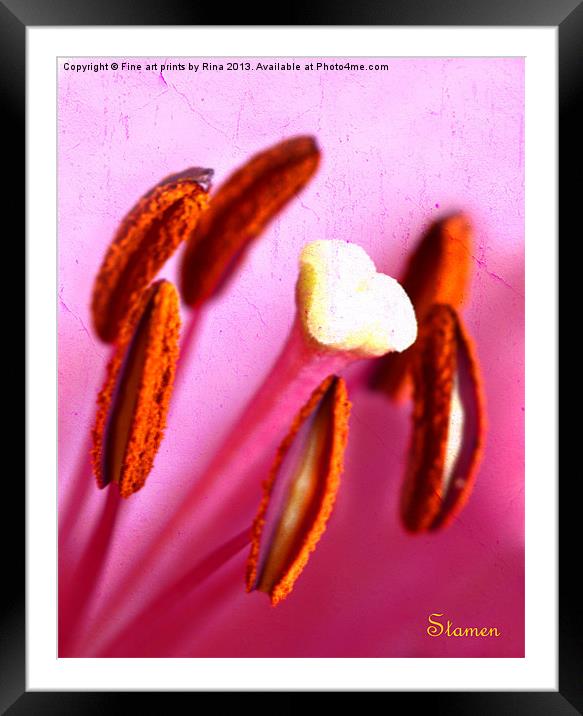 Stamen 2 Framed Mounted Print by Fine art by Rina