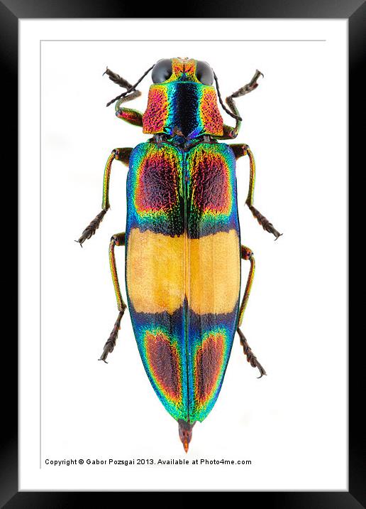 Chrysochroa fulgens jewel Beetle Framed Mounted Print by Gabor Pozsgai