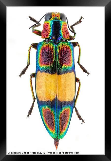 Chrysochroa fulgens jewel Beetle Framed Print by Gabor Pozsgai