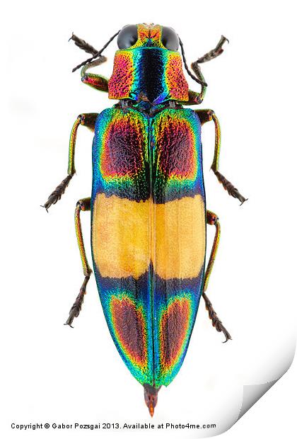 Chrysochroa fulgens jewel Beetle Print by Gabor Pozsgai
