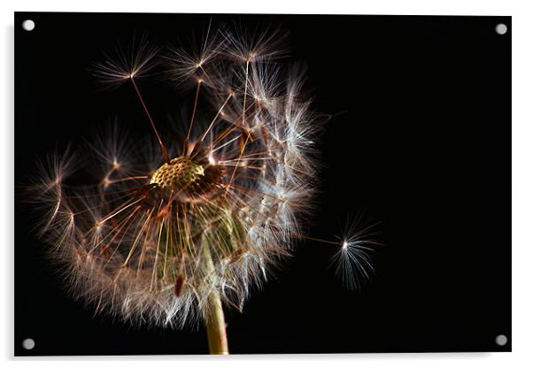 Dandelion Acrylic by Alan Todd