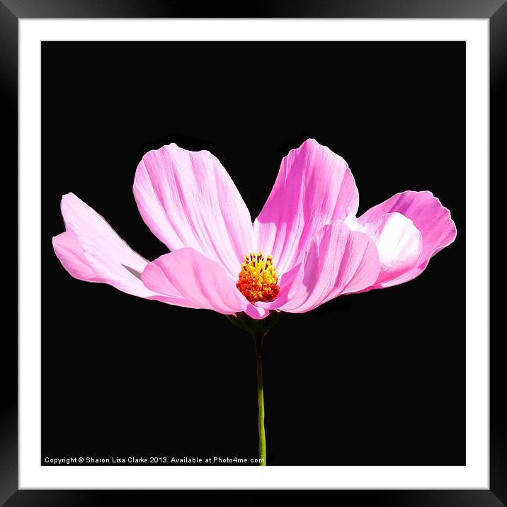 Cosmos Framed Mounted Print by Sharon Lisa Clarke