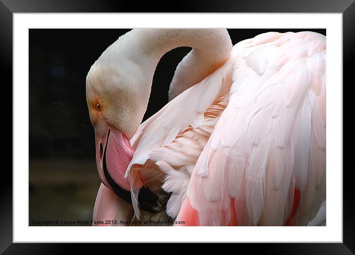 Greater Flamingo Preening Framed Mounted Print by Carole-Anne Fooks