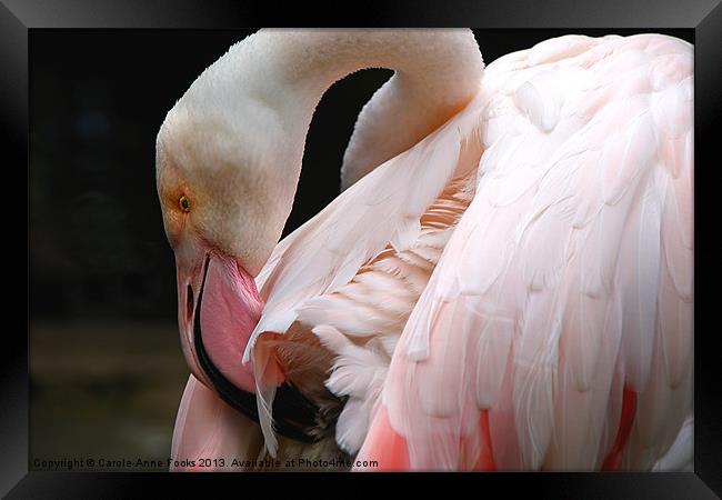 Greater Flamingo Preening Framed Print by Carole-Anne Fooks