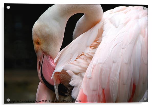 Greater Flamingo Preening Acrylic by Carole-Anne Fooks