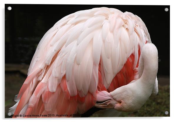 Greater Flamingo Preening Acrylic by Carole-Anne Fooks