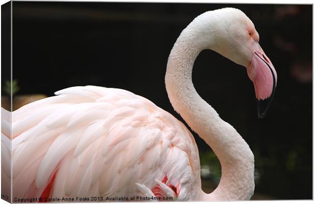 Greater Flamingo Canvas Print by Carole-Anne Fooks
