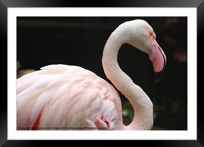 Greater Flamingo Framed Mounted Print by Carole-Anne Fooks