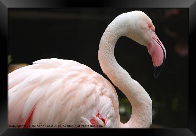 Greater Flamingo Framed Print by Carole-Anne Fooks