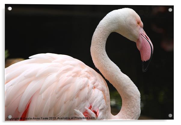 Greater Flamingo Acrylic by Carole-Anne Fooks