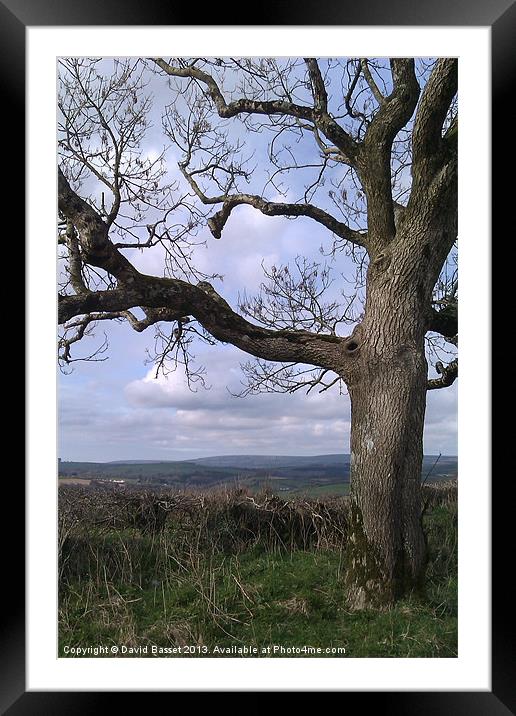 Exmoor tree Framed Mounted Print by David Basset