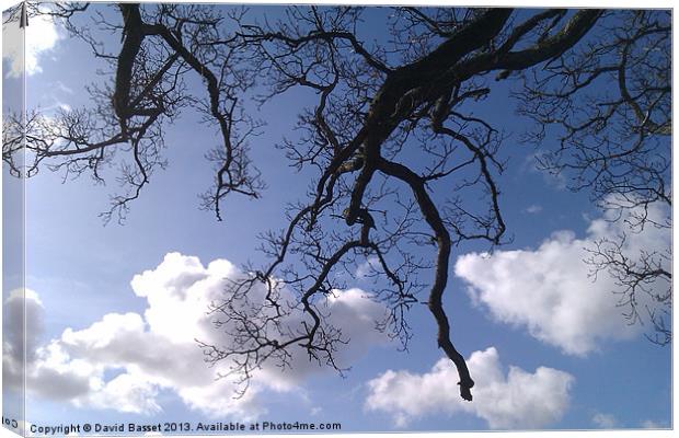 Tree branches sky. Canvas Print by David Basset