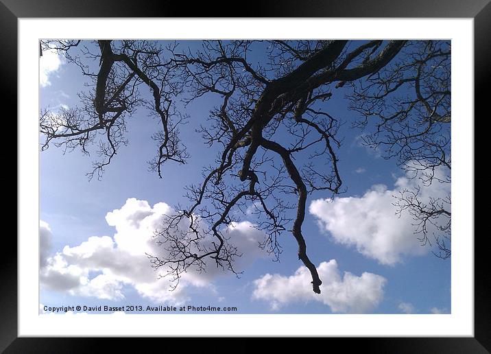 Tree branches sky. Framed Mounted Print by David Basset