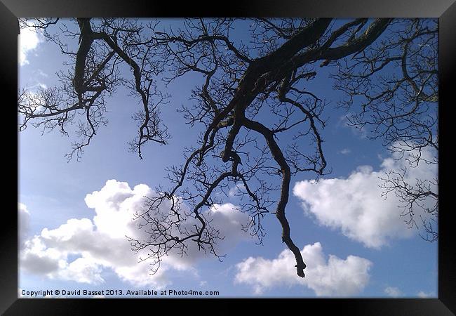 Tree branches sky. Framed Print by David Basset