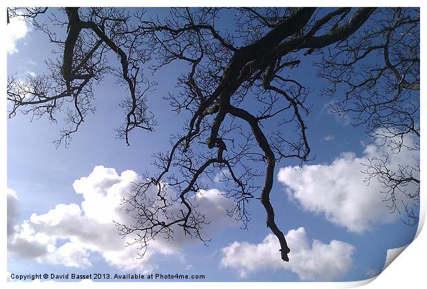Tree branches sky. Print by David Basset
